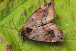 Foto af Violet ordenugle (Cosmia pyralina) | Standardfoto