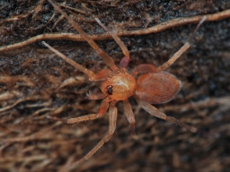 Foto af Heteroonops spinimanus (Heteroonops spinimanus) | Hun