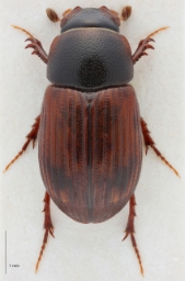 Foto af Skyggemøgbille (Aphodius zenkeri) | Standardfoto