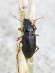 Foto af Grålig markløber (Harpalus griseus) | Standardfoto