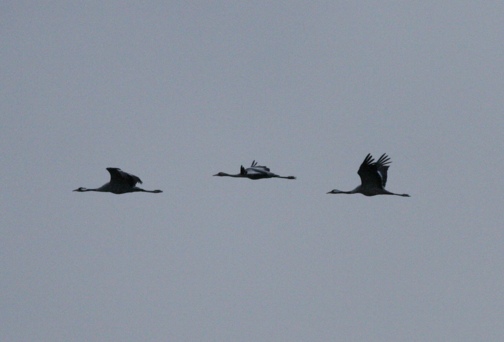 Common Crane (Grus grus), photo 3