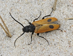 Foto af Klitplasterbille (Apalus bimaculatus) | Standardfoto