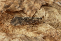 Foto af Agrypnia varia (Agrypnia varia) | Han