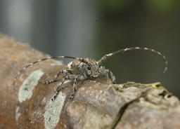 Foto af Broget gråbuk (Mesosa nebulosa) | Standardfoto