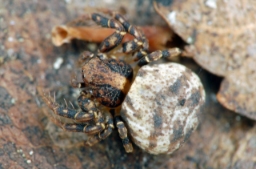 Foto af Ozyptila brevipes (Ozyptila brevipes) | Hun