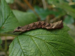 Foto af Rosenplet (Thyatira batis) | Larve