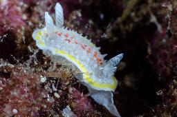 Foto af Diaphorodoris luteocincta (Diaphorodoris luteocincta) | Standardfoto