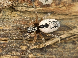 Foto af Simziella major (Simziella major) | Hun