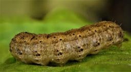 Foto af Nøgle-landmand (Agrotis clavis) | Larve