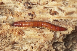 Foto af Ampedus rufipennis (Ampedus rufipennis) | Larve