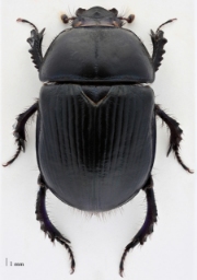 Foto af Overdrevsskarnbasse (Geotrupes stercorarius) | Standardfoto
