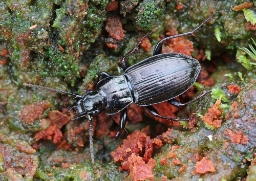 Foto af Bronzejordløber (Pterostichus oblongopunctatus) | Standardfoto