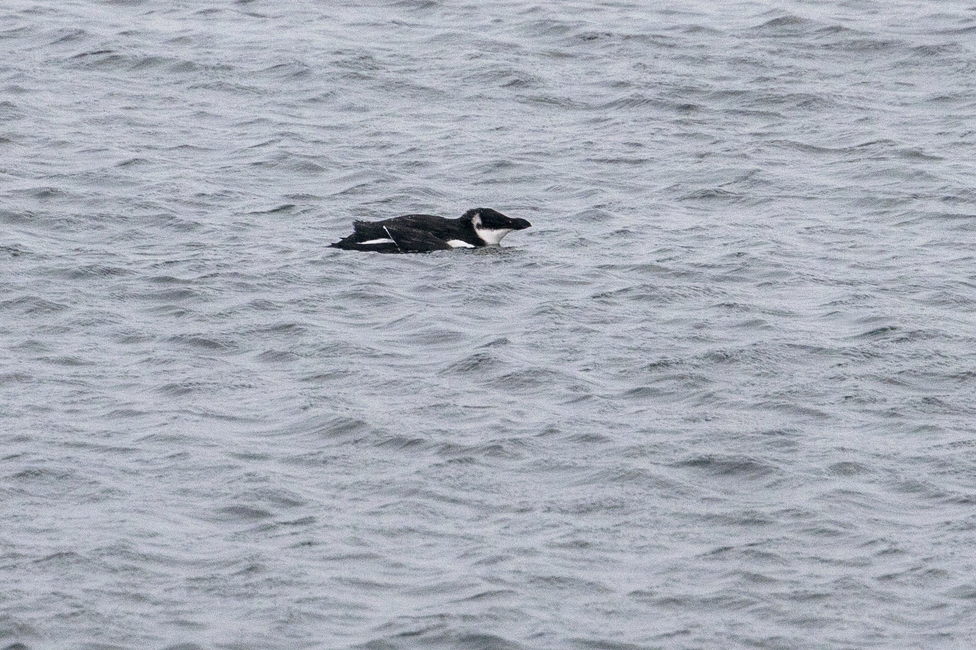 Razorbill (Alca torda), photo 5