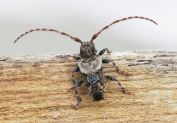 Foto af Løvgråbuk (Pogonocherus hispidus) | Standardfoto