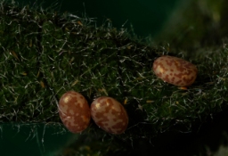 Foto af Skråbåndet spidsmåler (Epione repandaria) | Æg