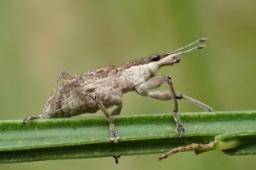Foto af Charagmus gressorius (Charagmus gressorius) | Standardfoto
