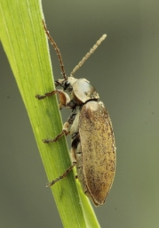 Foto af Moseblødbille (Dascillus cervinus) | Standardfoto