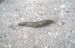 Foto af Pantersnegl (Limax maximus) | Standardfoto