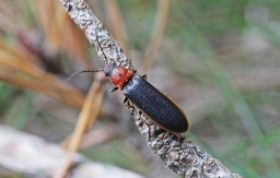 Foto af Almindelig sirsmælder (Denticollis linearis) | Hun