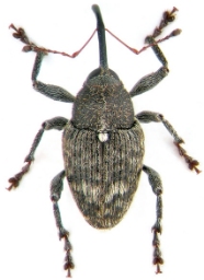 Foto af Curculio villosus (Curculio villosus) | Standardfoto