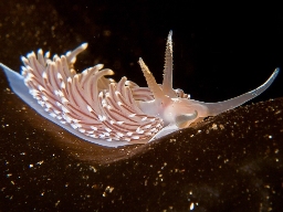 Foto af Facelina bostoniensis (Facelina bostoniensis) | Standardfoto