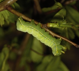 Foto af Sfinksugle (Asteroscopus sphinx) | Larve