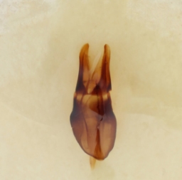 Foto af Matsort møgbille (Aphodius ater) | Danmarks BilleBank