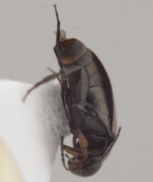 Foto af Mordellistena parvula (Mordellistena parvula) | Standardfoto
