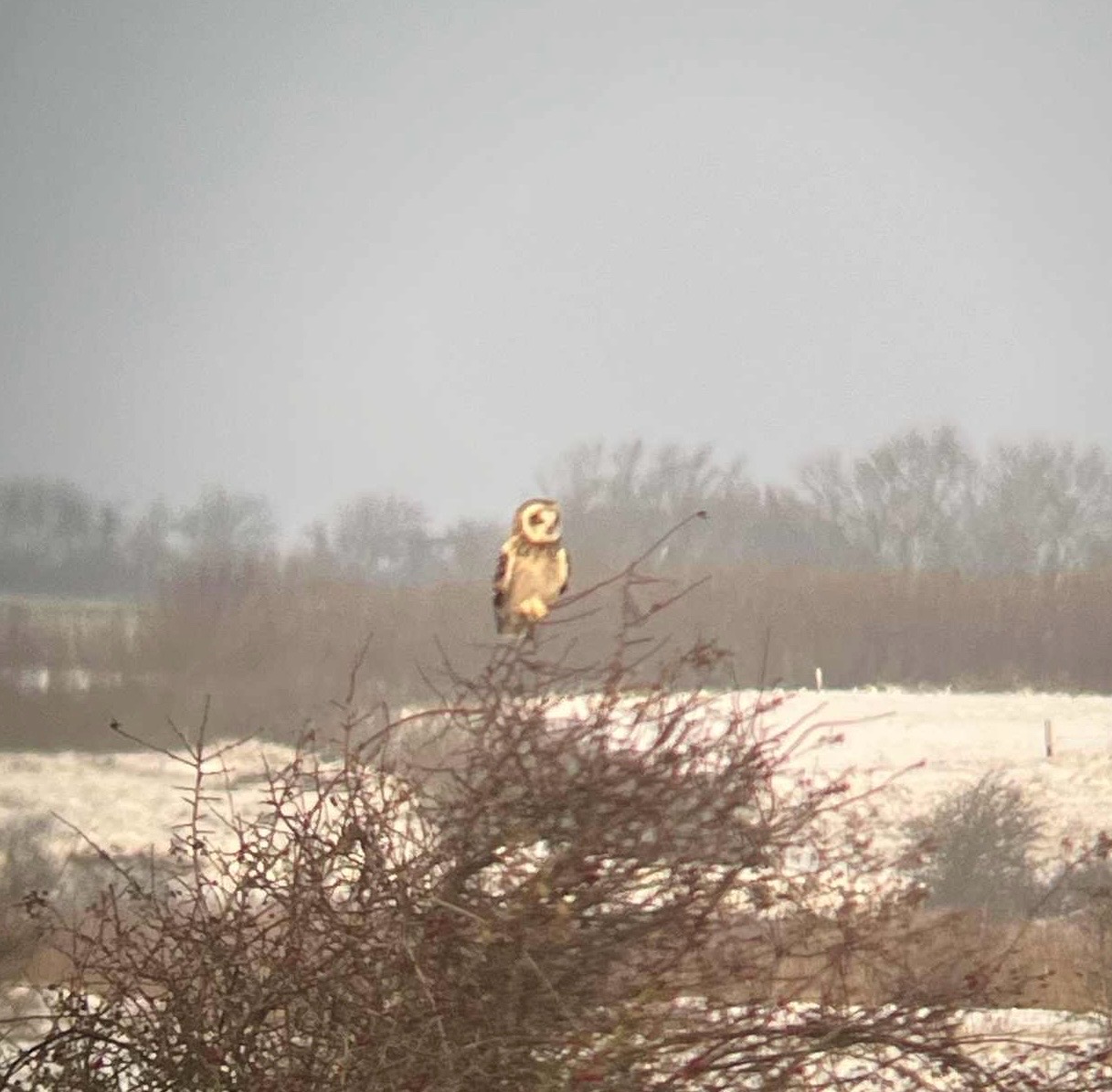 Short-eared Owl (Asio flammeus), photo 6