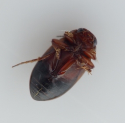 Foto af Hydroporus dorsalis (Hydroporus dorsalis) | Standardfoto