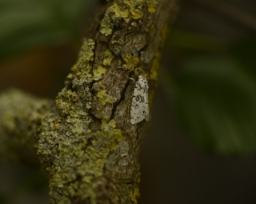 Foto af Bryopsis muralis (Bryopsis muralis) | Han