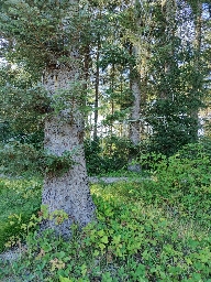 Foto af Stor pukkelhjulspinder (Araneus angulatus) | Habitat ved Bøtø, spind spundet på grantræet