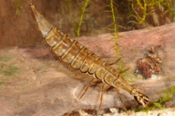 Foto af Stribet skivevandkalv (Acilius sulcatus) | Larve