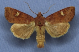 Foto af Kæruld-græsugle (Amphipoea lucens) | Han