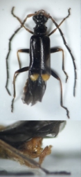 Foto af Malthodes dispar (Malthodes dispar) | Detalje