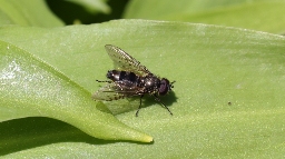 Foto af Lille ramsløgsvirreflue (Cheilosia fasciata) | Standardfoto