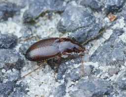 Foto af Brun torpedoløber (Calathus mollis) | Standardfoto