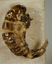 Foto af Trekantsækbærer (Dahlica triquetrella) | Hun
