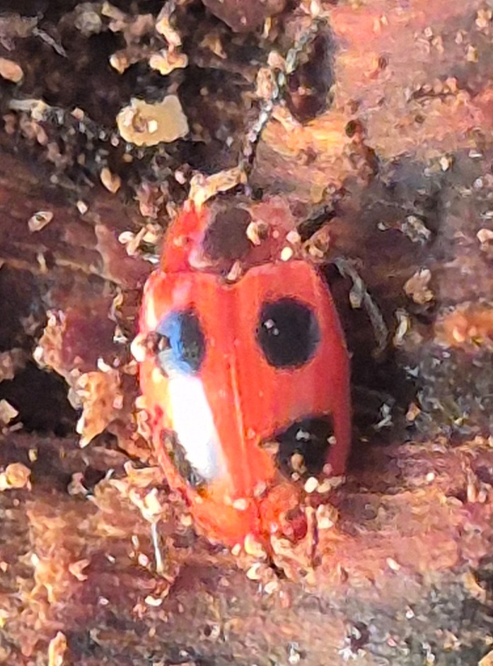 Endomychus coccineus