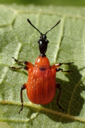 Foto af Hasselbladruller (Apoderus coryli) | Standardfoto