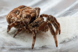 Foto af Trekantspinder (Hyptiotes paradoxus) | Frederik Leck Fischer