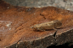 Foto af Limnephilus bipunctatus (Limnephilus bipunctatus) | Hun