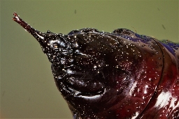Foto af Rødlig forårsugle (Orthosia miniosa) | Puppe