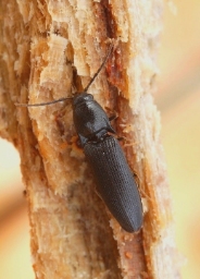 Foto af Procraerus tibialis (Procraerus tibialis) | Standardfoto