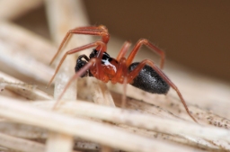 Foto af Walckenaeria furcillata (Walckenaeria furcillata) | Han