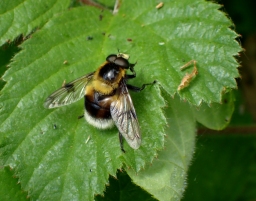 Foto af Foranderlig humlesvirreflue (Volucella bombylans) | Han