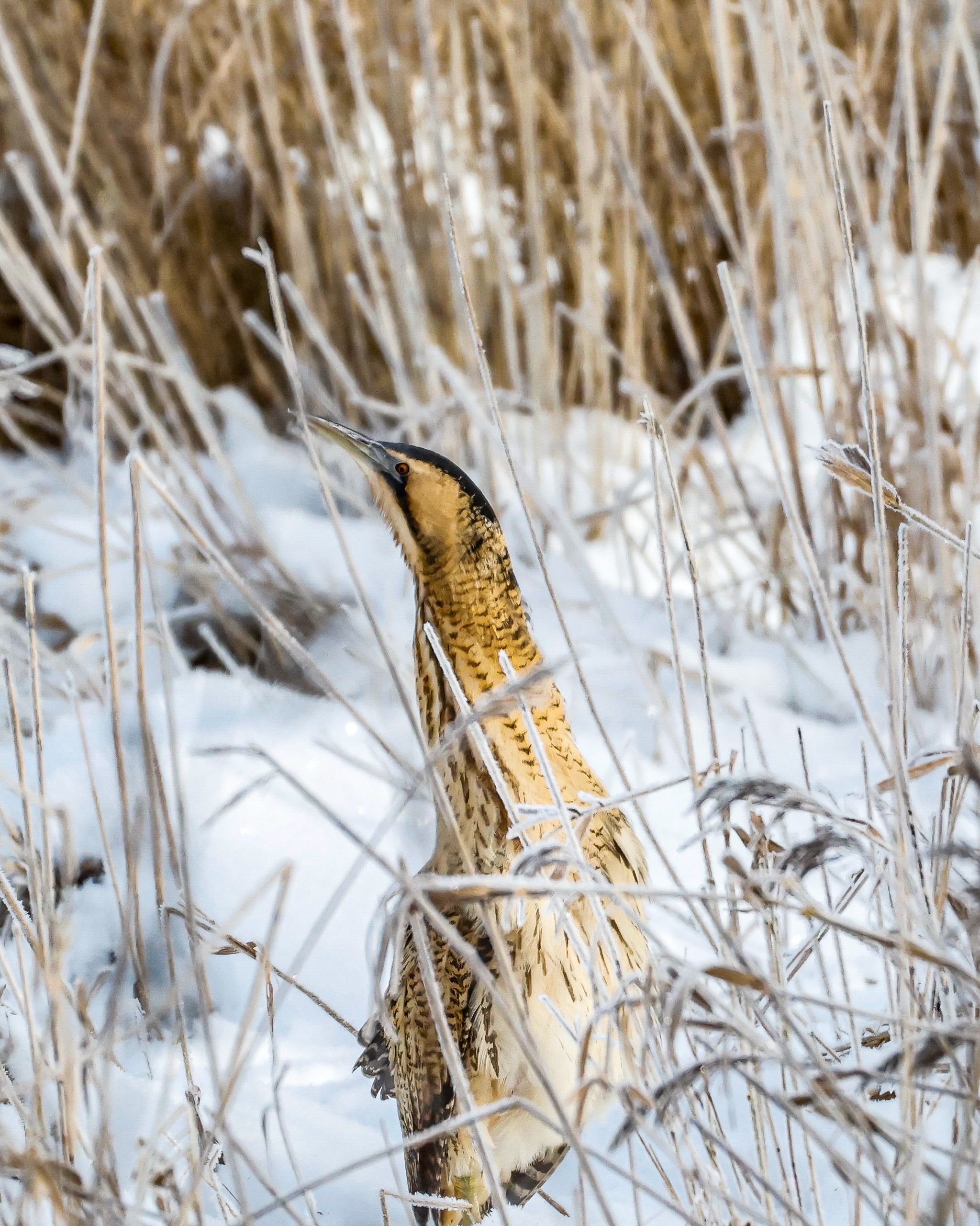 Eurasian Bittern (Botaurus stellaris), photo 1