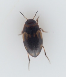 Foto af Hydroglyphus geminus (Hydroglyphus geminus) | Standardfoto