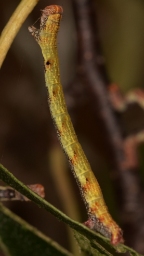 Foto af Birke-bæltemåler (Cyclophora albipunctata) | Larve