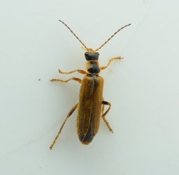 Foto af Cantharis decipiens (Cantharis decipiens) | Standardfoto